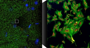 Thorlabs, whole slide scanner, TIDE whole slide imaging